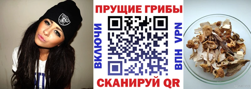 Псилоцибиновые грибы GOLDEN TEACHER  Кириллов 